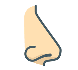 Nose Anatomy